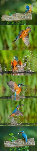 Kingfisher - Split second by Kingfisher.photo - Corné van Oosterhout