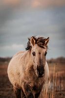 Wild konik paard. Fine art fotografie. Moody stijl en aardetinten. Natuurlijk