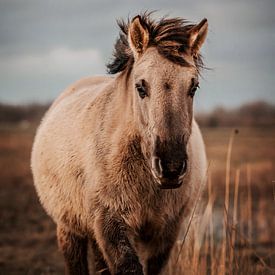 Wild konik horse. Fine art photography. Moody style and earth tones. Natural by Quinten van Ooijen