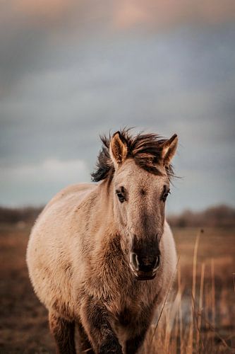 Wild konik horse. Fine art photography. Moody style and earth tones. Natural