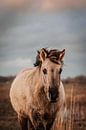 Wild konik paard. Fine art fotografie. Moody stijl en aardetinten. Natuurlijk van Quinten van Ooijen thumbnail