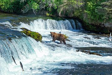 Beren, Bears. Brooks Falls von Yvonne Balvers