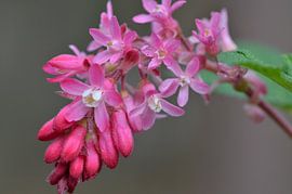 Lente! by Focus Your Mind