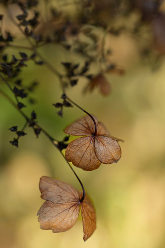 Tenderness – Uitgebloeide Hortensia in Aardetinten | Natuurlijke Wanddecoratie