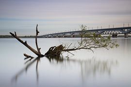 A drowned tree trunk with the Moerdijk railway bridges in the background by Jan van der Vlies