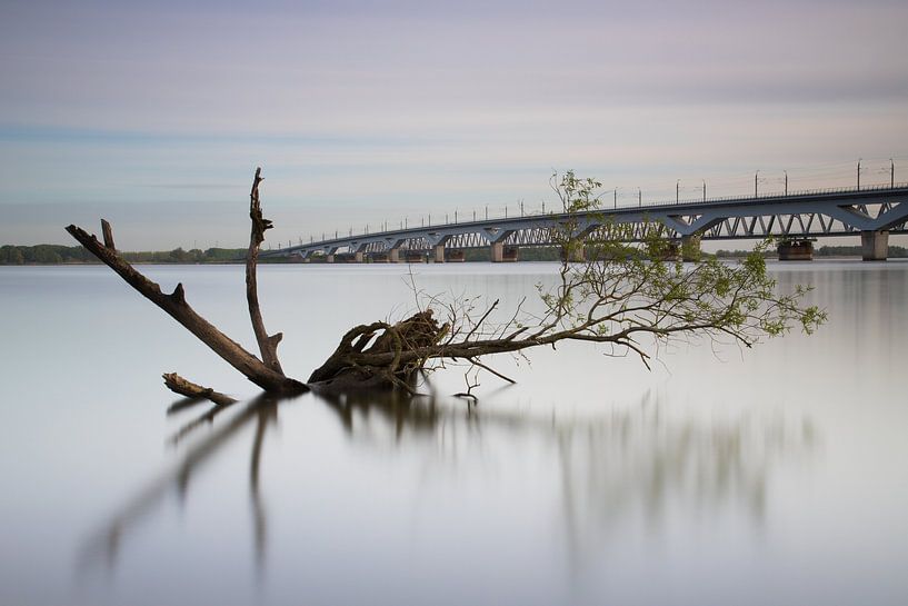 Verdronken boomstronk met als achtergrond de Moerdijk spoorbruggen von Jan van der Vlies