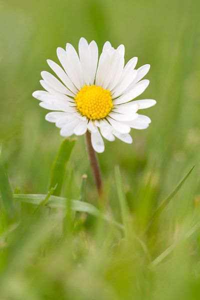 Image macro d'une marguerite dans l'herbe par Dagmar Hijmans