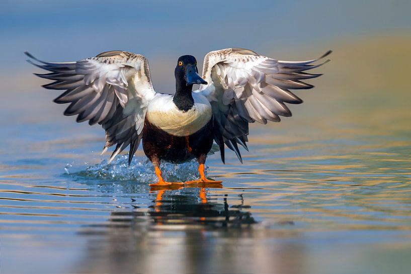 Male Northern Shoveler by Beschermingswerk voor aan uw muur