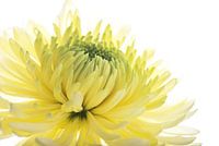 Chrysantheme