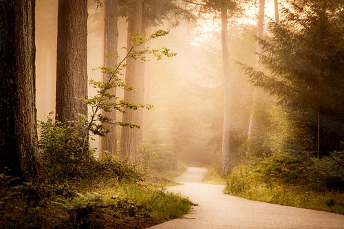 Matin - paysage sur Studio Caro West