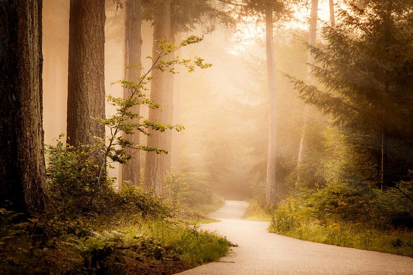 Morning - landschap van Studio Caro West