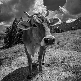 VACHES BRUNES III sur Ullrich Gnoth