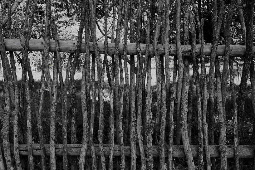 Branch fence along field by Hans Lok