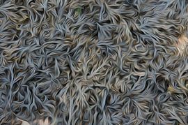 Zeewier olieverf effect