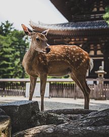 Herten in Japan van Oriol Tomas