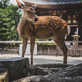Deer in Japan by Oriol Tomas