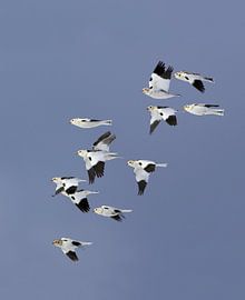 Snow Bunting (Plectrophenax nivalis) by Beschermingswerk voor aan uw muur