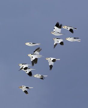 Snow Bunting (Plectrophenax nivalis) by Beschermingswerk voor aan uw muur