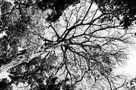 Blick durch den Baum in Schwarz-Weiß von Bianca ter Riet Miniaturansicht