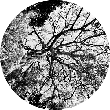 Doorkijk boom in zwart wit van Bianca ter Riet