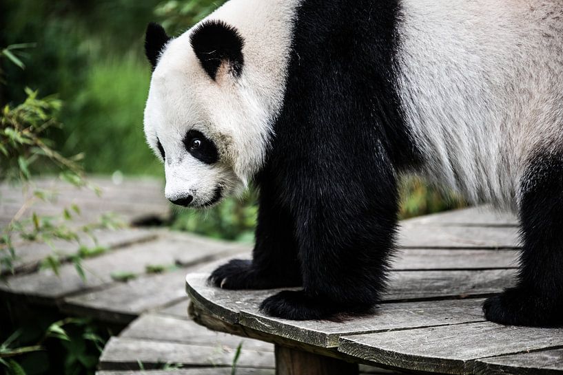 Naturwunder: Der Blick des Pandas von Emily Parry