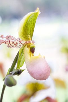 Orchidee sur Petra Brouwer