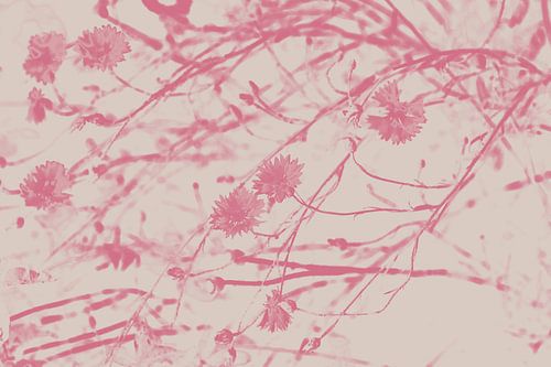 Korenbloemen in roze en wit. Retro stijl.