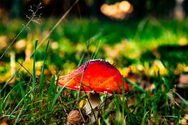 Mushroom autumn Veluwe by Tim Annink