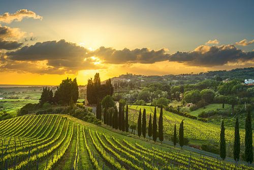 Wijngaarden bij zonsondergang in Alta Maremma. Toscane