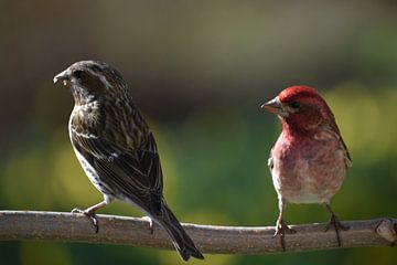 Vogels op een tak in de tuin van Claude Laprise