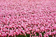 Tulpen von Bob Bleeker Miniaturansicht