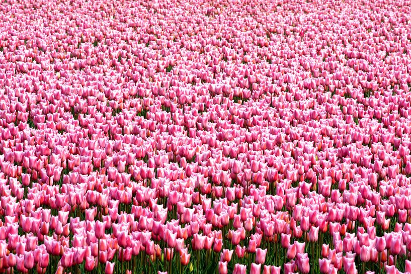 Tulpen von Bob Bleeker