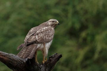 Buzzard sur Jan van Vreede