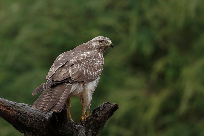 Buzzard by Jan van Vreede