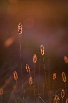 Herbes en contre-jour