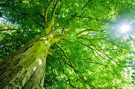 Beukenboom met groot groen bladerdak en doorschijnende zon van Heleen van de Ven thumbnail