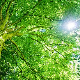 Beukenboom met groot groen bladerdak en doorschijnende zon