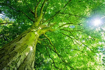 Beukenboom met groot groen bladerdak en doorschijnende zon van Heleen van de Ven