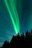 Northern Lights over pine trees in Norway during winter
