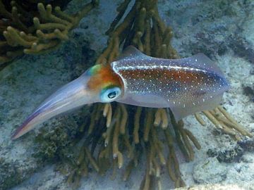 Snorkelen Bonaire, zeekat - Reef Squid. van Silvia Weenink