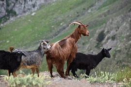 Goats in the mountains of Montenegro by Erik Buitenhuis