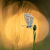 Vlindertje op bloemknop met bokeh van ochtendzon van Jan Roos