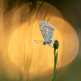 Schmetterling auf Blütenknospe mit Bokeh der Morgensonne von Jan Roos