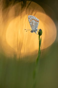 Schmetterling auf Blütenknospe mit Bokeh der Morgensonne