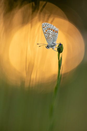 Papillon sur un bouton de fleur avec bokeh du soleil du matin