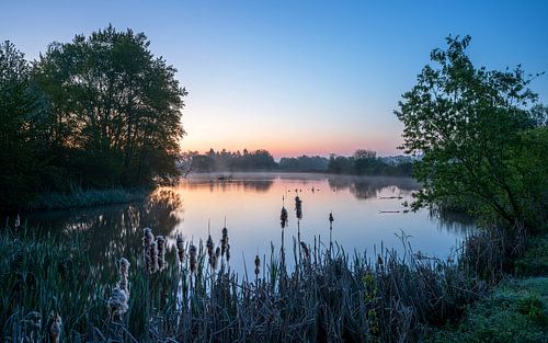 Thüringer weiden aan het begin van de dag, Eifel, Rijnland-Palts, Duitsland