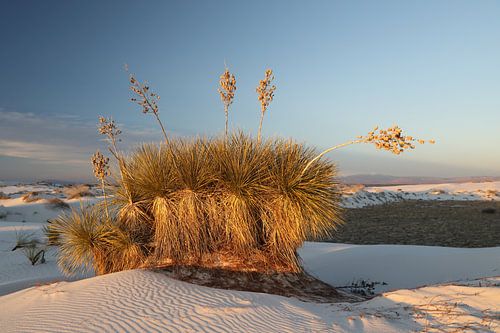 White Sands Dunes National Monument in New Mexico USA