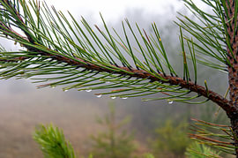 Une branche de pin avec des gouttes de pluie dans une forêt brumeuse sur Milcho Milev