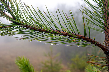 Pine Tree Branch with Raindrops in Foggy Forest