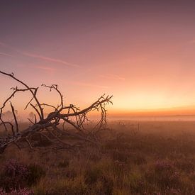 Sunrise Kalmthoutse Heide 3 by Bart van Dongen